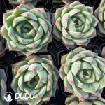 Echeveria Green Turquoise - Image 2