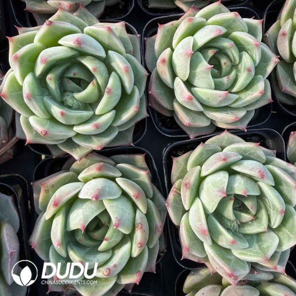 Echeveria Green Turquoise - Image 2