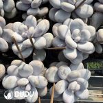 Graptopetalum Winstone - Image 2