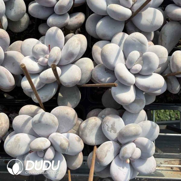 Graptopetalum Winstone - Image 2