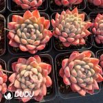 Echeveria Iceberg Honey - Image 2