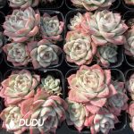 Echeveria No.15 Queen Clustering - Image 2