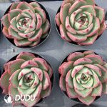 Echeveria Red Bull - Image 2