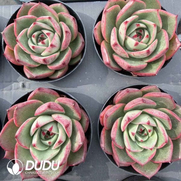 Echeveria Red Bull - Image 2