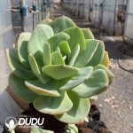 Echeveria Hakuhou - Image 2