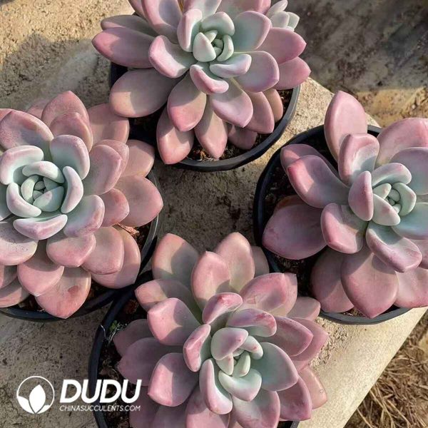 Graptoveria Pink Opalina - Image 2