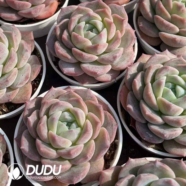 Echeveria Icing Sugar - Image 2