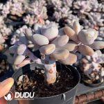 Graptoveria Peach Frost - Image 2