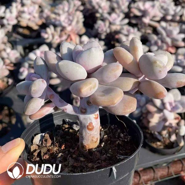 Graptoveria Peach Frost - Image 2