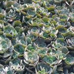 500pcs Echeveria Dusty Rose Cuttings - Image 2