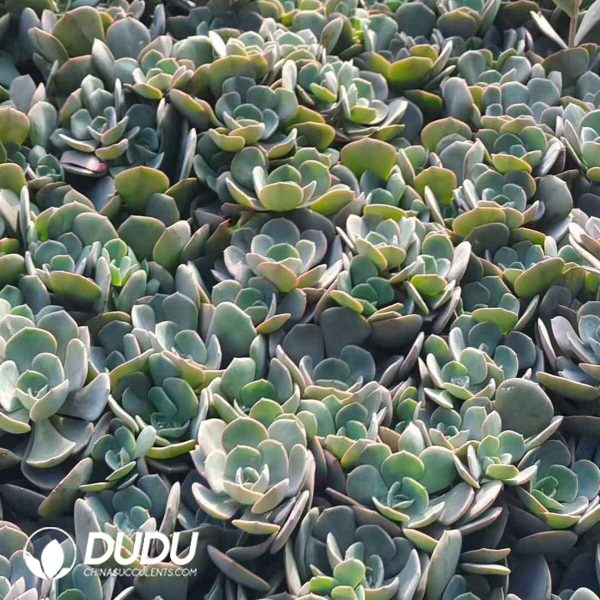 500pcs Echeveria Dusty Rose Cuttings - Image 2