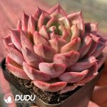 Echeveria Fair Lady in Pink - Image 2