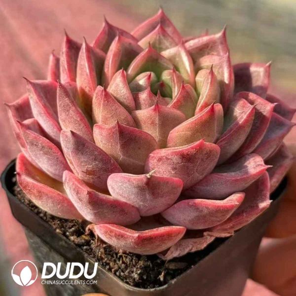 Echeveria Fair Lady in Pink - Image 2