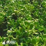 500pcs Sedum dendroideum Cuttings - Image 2