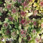 500pcs Echeveria Crystal Rose Cuttings - Image 2