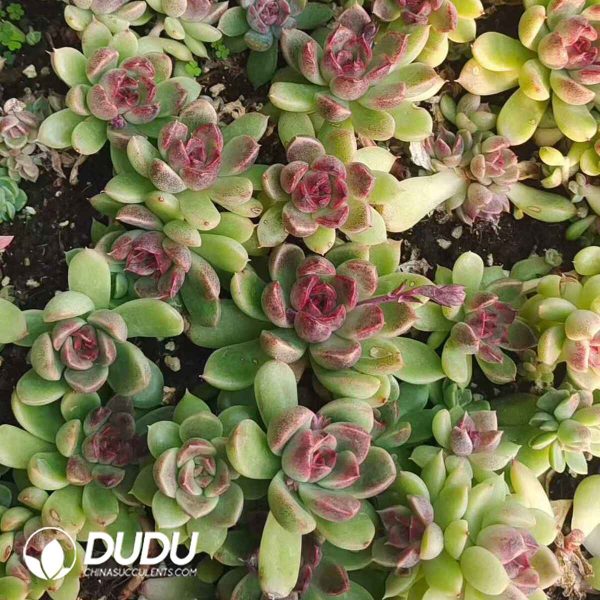 500pcs Echeveria Crystal Rose Cuttings - Image 2