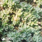 500pcs Echeveria Cherry Cuttings - Image 2