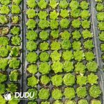 500pcs Haworthia Crystal Cherry Cuttings - Image 2