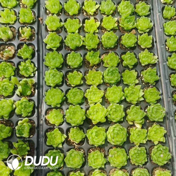 500pcs Haworthia Crystal Cherry Cuttings - Image 2