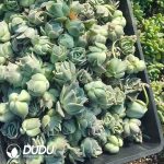 500pcs Echeveria Lovely Rose Cuttings - Image 2