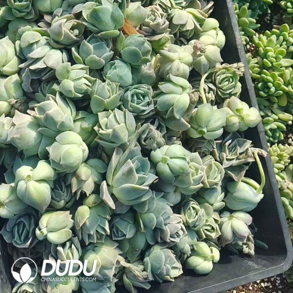 500pcs Echeveria Lovely Rose Cuttings - Image 2