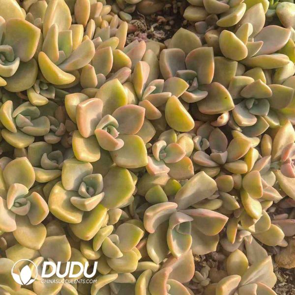 500pcs Graptoveria Gypsy Cuttings - Image 2