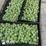 500pcs Sedum Morganianum var. burrito Cuttings - Image 2