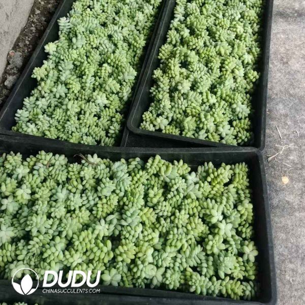 500pcs Sedum Morganianum var. burrito Cuttings - Image 2