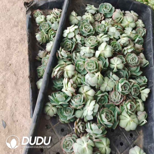 500pcs Echeveria Croatia Cuttings - Image 2