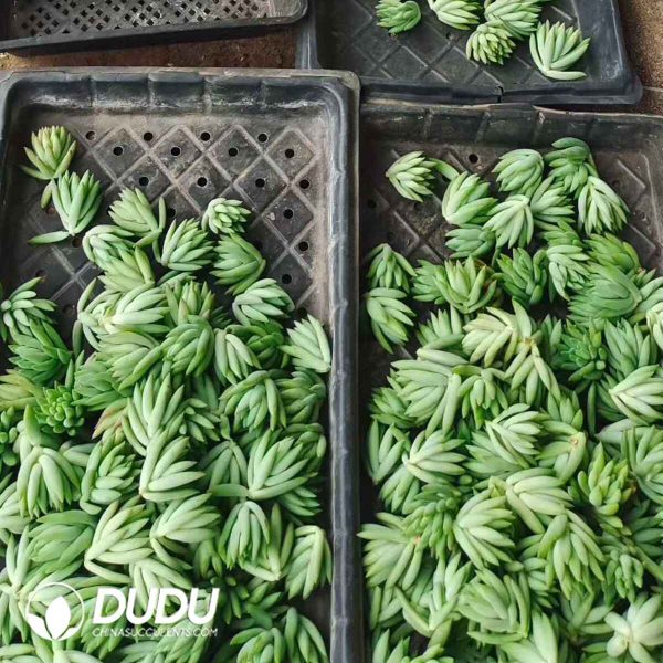 500pcs Sedum Sediforme Cuttings - Image 2