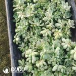 500pcs Echeveria Cobblestone Cuttings - Image 2