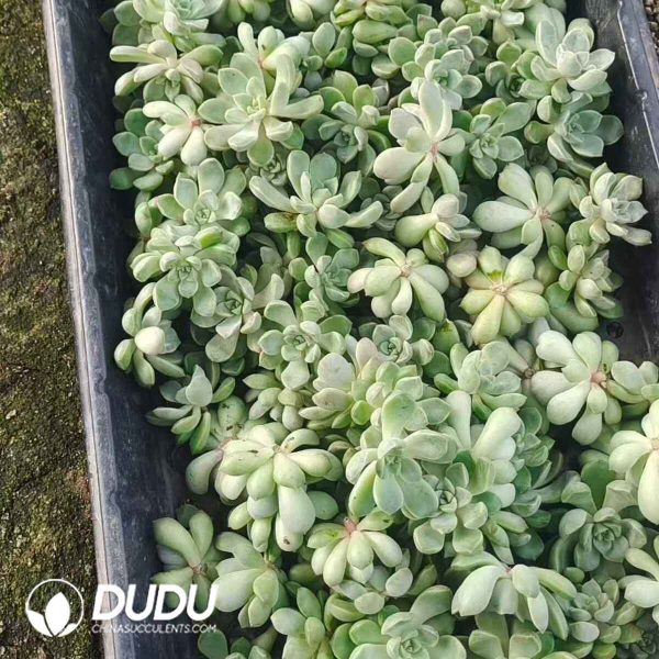 500pcs Echeveria Cobblestone Cuttings - Image 2
