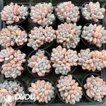 Pachyphytum Fortune Beauty(single/double head random) - Image 2