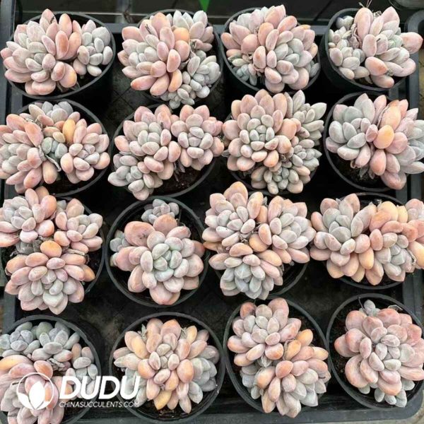 Pachyphytum Fortune Beauty(single/double head random) - Image 2