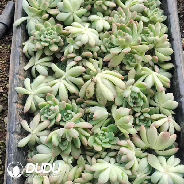 500pcs Echeveria Frost Flower Cutting - Image 2