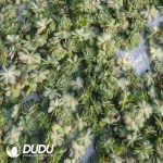 500pcs Echeveria Onslow Cuttings - Image 2