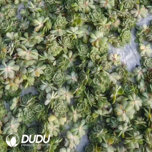 500pcs Echeveria Onslow Cuttings - Image 2