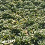 500pcs Echeveria Moon Fairy Cuttings - Image 2