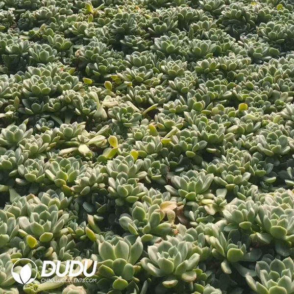 500pcs Echeveria Moon Fairy Cuttings - Image 2