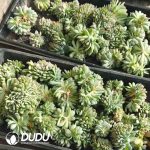 500pcs Echeveria Shasha Queen Cristata Cuttings - Image 2