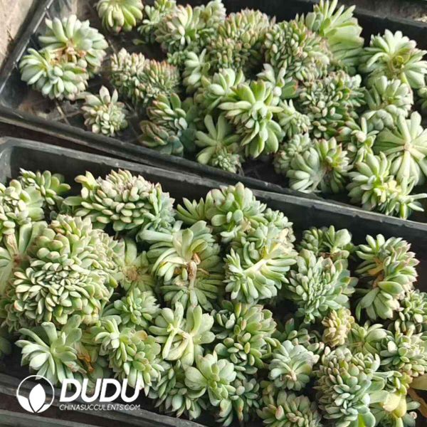 500pcs Echeveria Shasha Queen Cristata Cuttings - Image 2