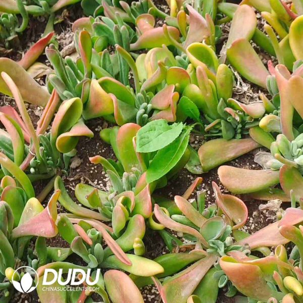 500pcs Kalanchoe Firefox Cuttings - Image 2