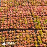 500pcs Crassula Capitella Campfire Cuttings - Image 2