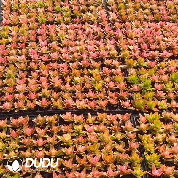 500pcs Crassula Capitella Campfire Cuttings - Image 2