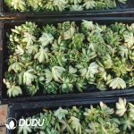 500pcs Echeveria Green Time Cuttings - Image 2