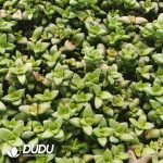 500pcs Crassula Springtime Cuttings - Image 2