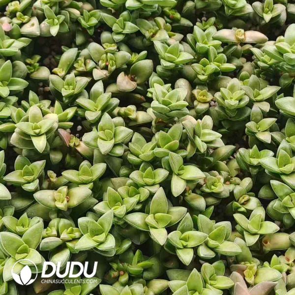 500pcs Crassula Springtime Cuttings - Image 2