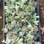 500pcs Echeveria Campfire Cuttings - Image 2
