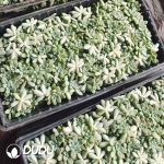 500pcs Graptosedum Miul Cuttings - Image 2