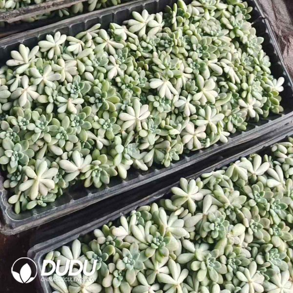 500pcs Graptosedum Miul Cuttings - Image 2